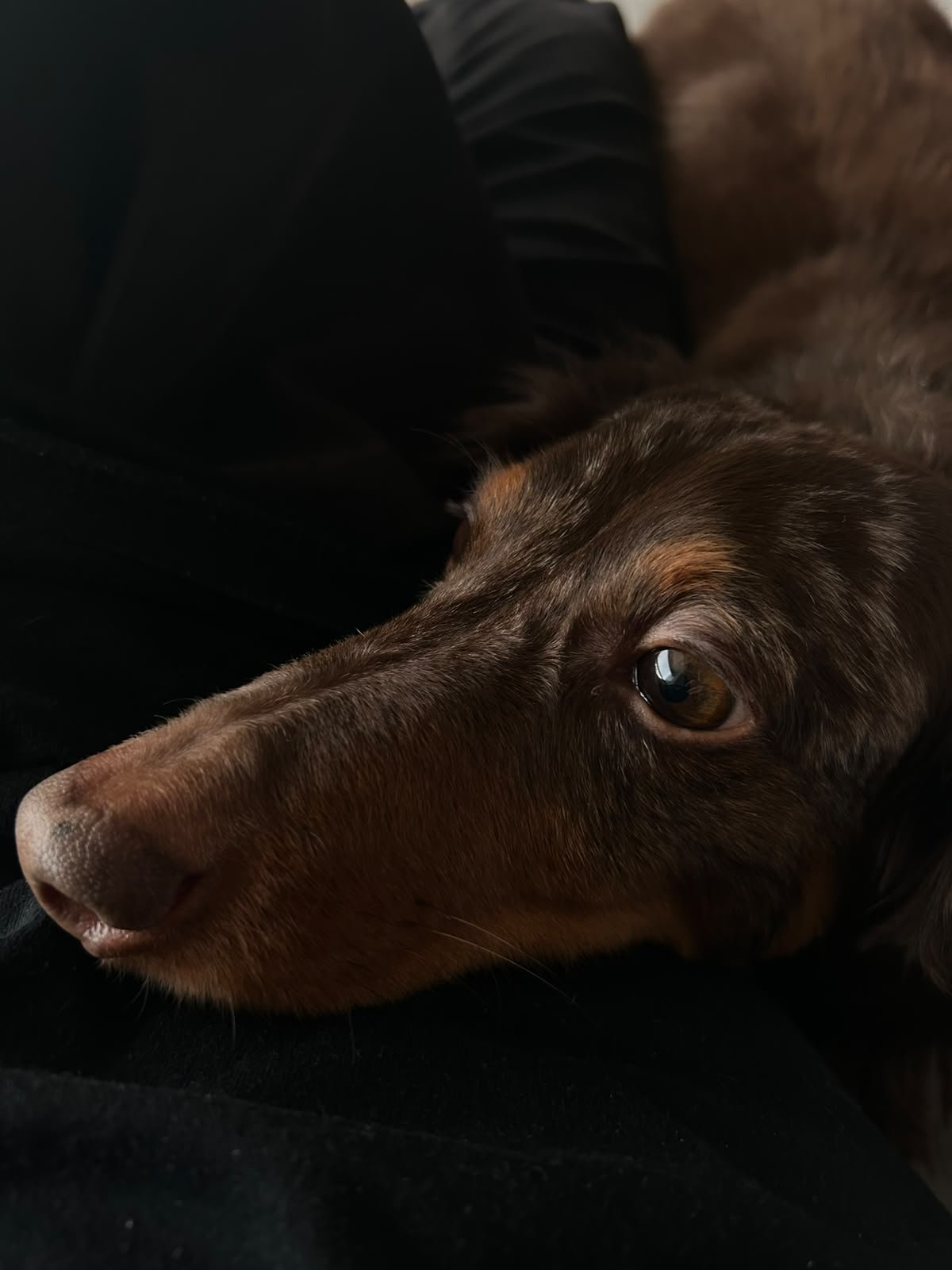 Maisena, meu cachorro salsicha marrom